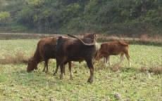 湖南崛起 牛羊出口基地与肉制品加工产业蓬勃发展